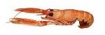 Article : fondue-de-fenouil-et-langoustine-juste-dorees-creme-a-l-anis