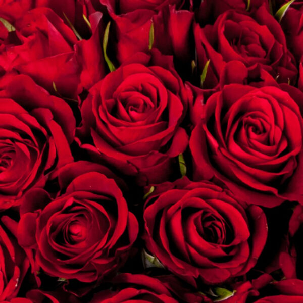 bouquet-roses-rouges