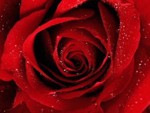 rose-rouge-passion