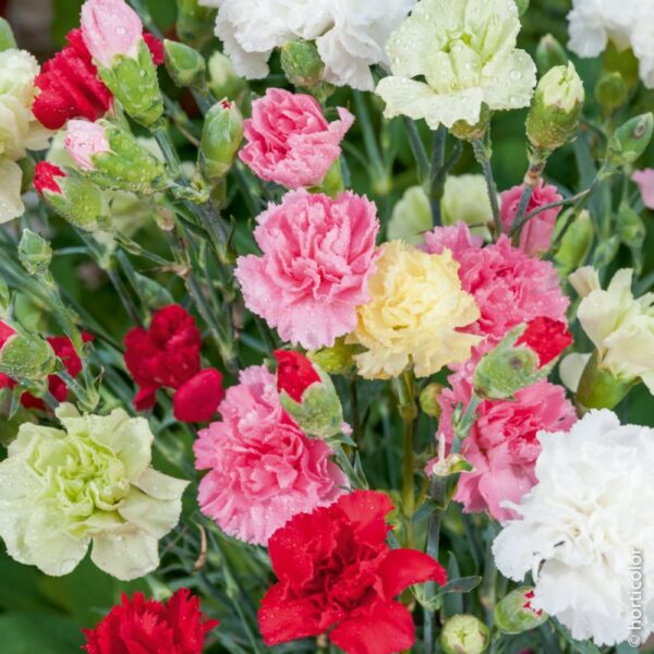 hiver-bouquet-saison